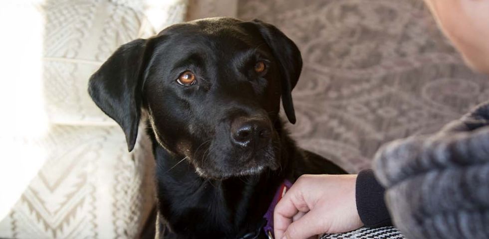 Castle Rooms Dog friendly room