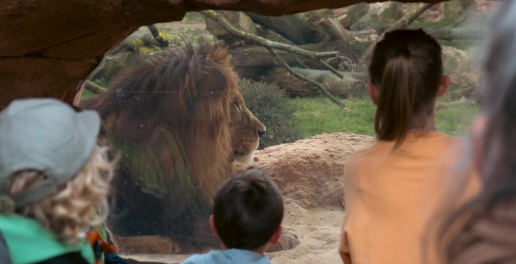 Lions at Dartmoor Zoo in front of an admiring audience