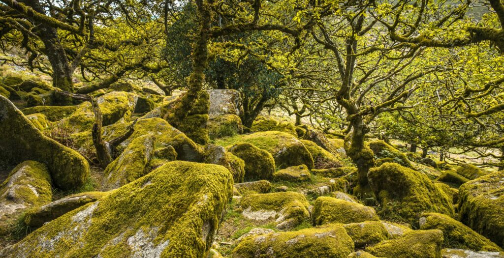 Ancient trees in Wistman's Wood