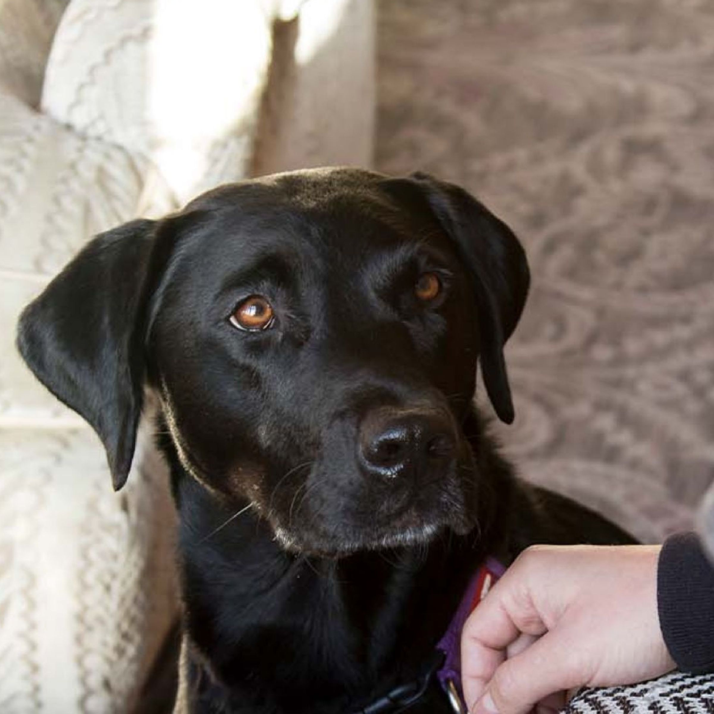 Dog during UK lodge holiday 