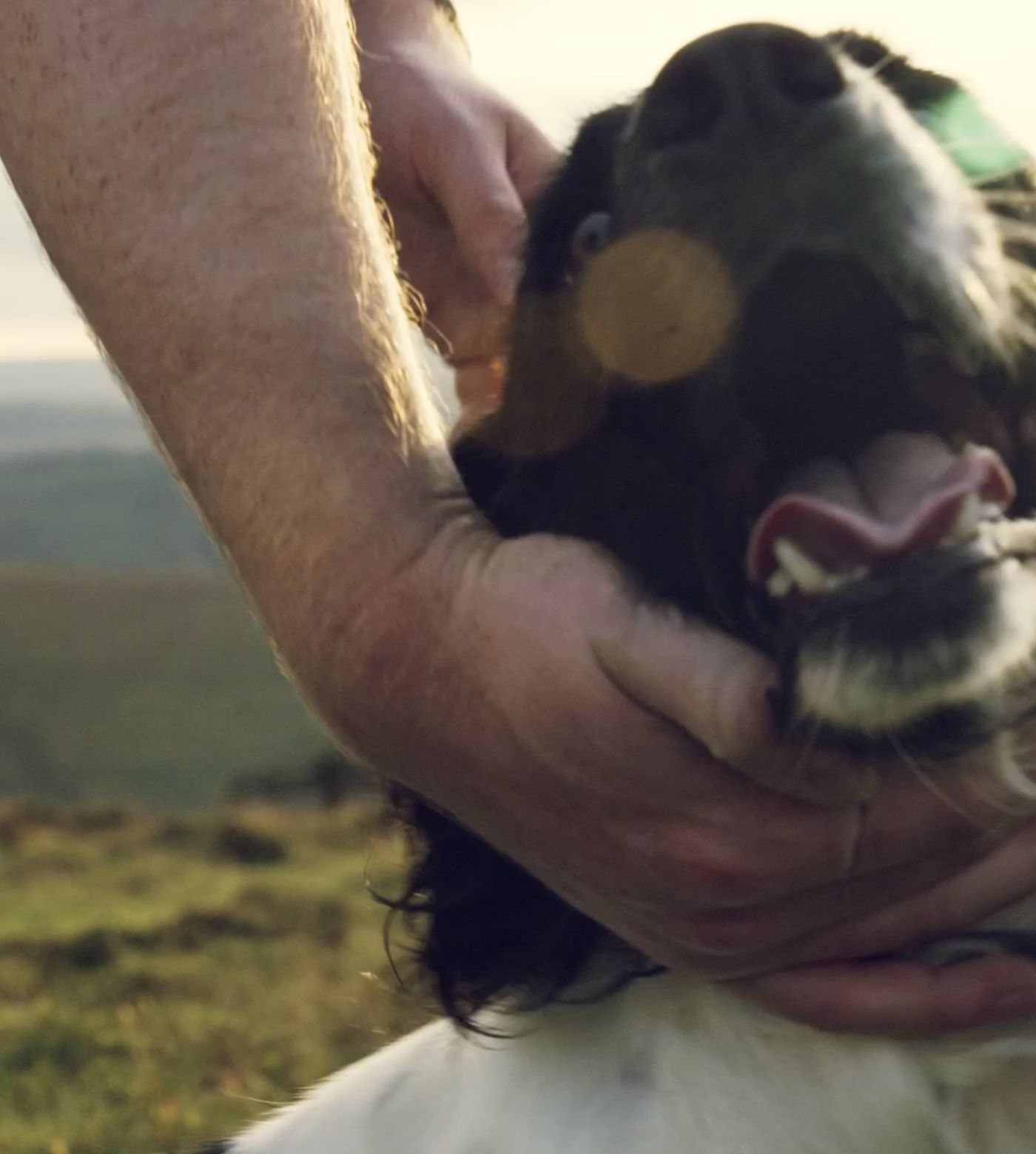 Close up of dog being petted by human