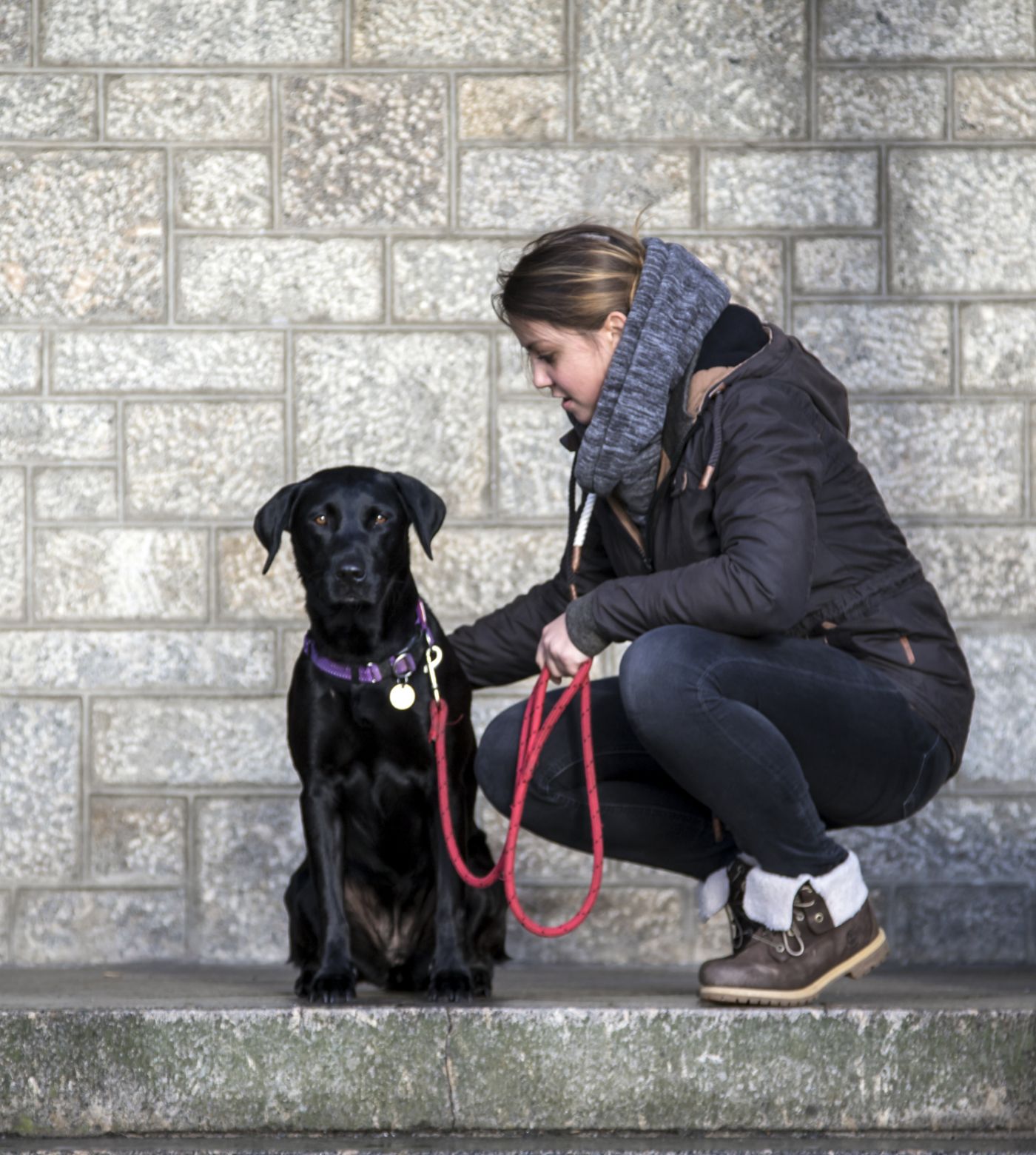 Dog with owner putting lead on 