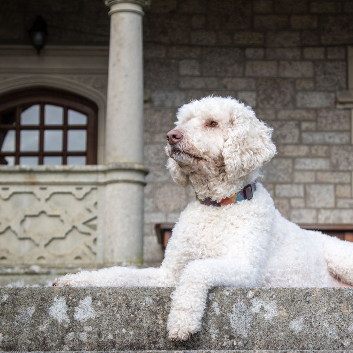 Dog sat down outside looking into distance 