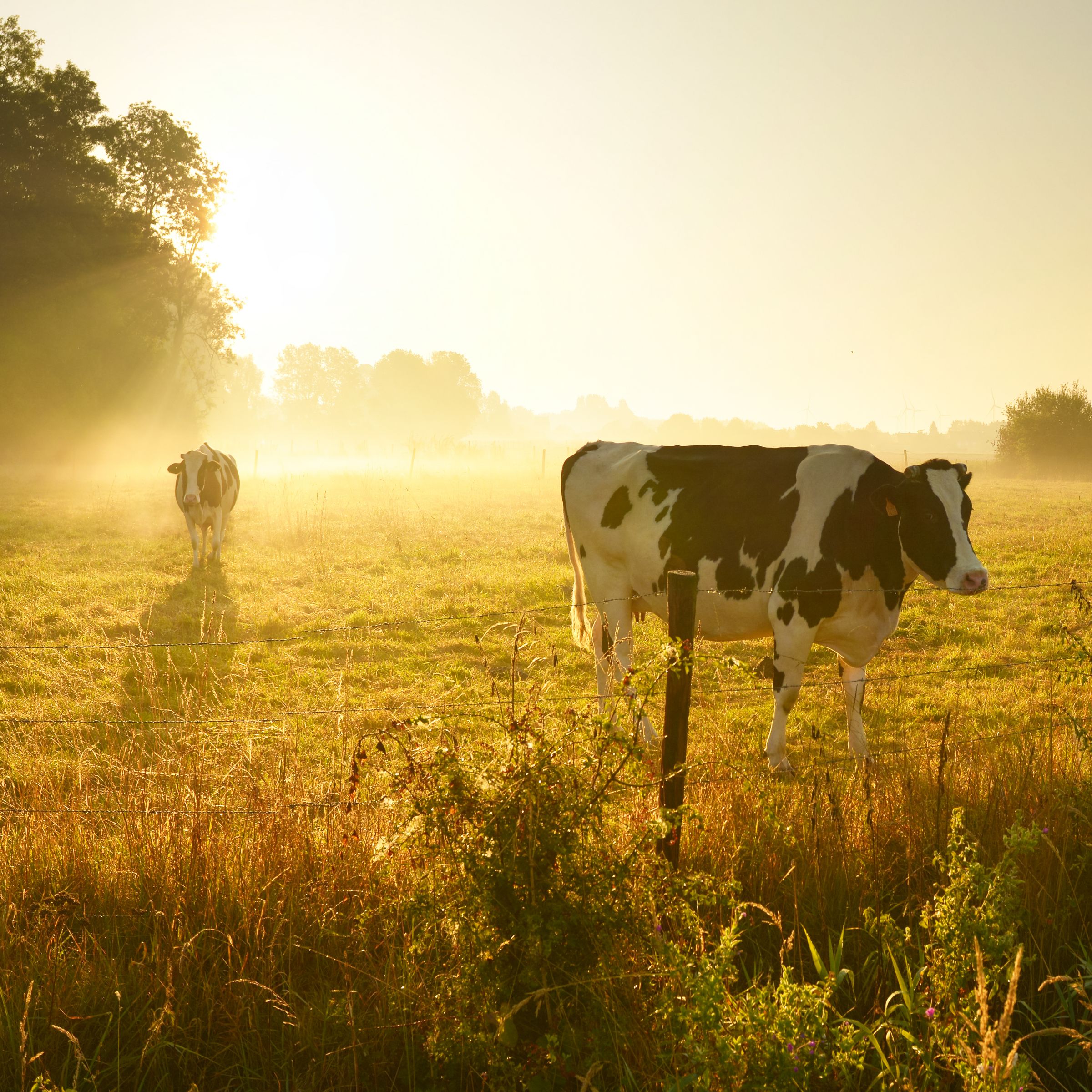 Field with cows 