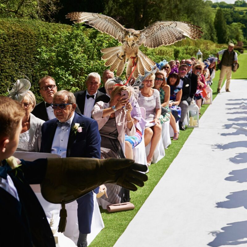 bird flying to man through wedding guests