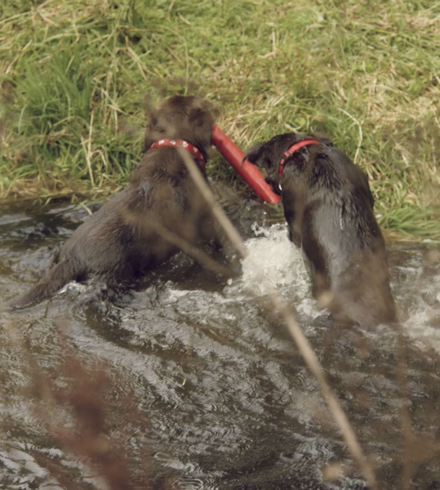 Two dogs swimming in lake 