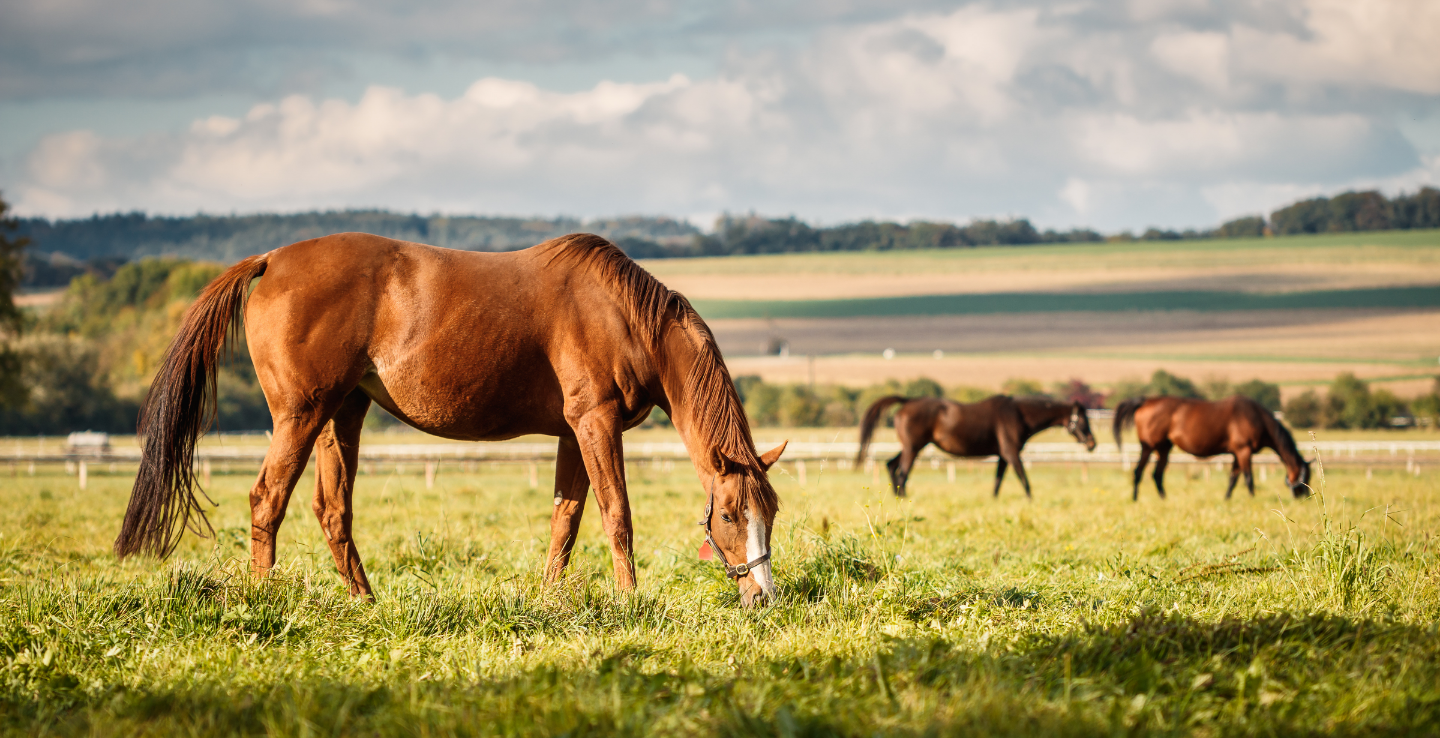 Best restaurant in Devon horses and scenic location